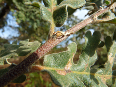 Rameaux pubescents. Agrandir dans une nouvelle fenêtre ou onglet)